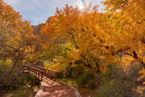 A wooden bridge surrounded by vibrant orange and yellow autumn trees in a serene natural setting.