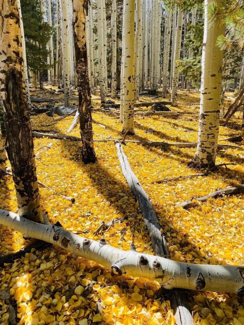 A serene forest scene with tall white trees and a ground covered in vibrant yellow leaves.