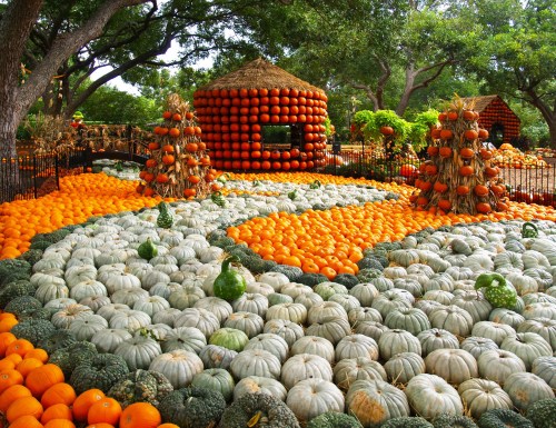 A vibrant pumpkin display featuring orange and green pumpkins arranged in a winding pattern with decorative structures.