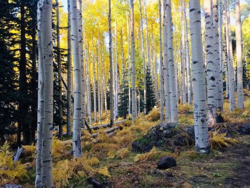 A serene forest of tall aspen trees with vibrant yellow leaves and a carpet of golden ferns on the ground.