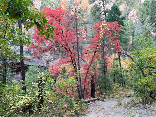Vibrant red and yellow trees in a forested area, with rocky cliffs in the background and a dirt path winding through.