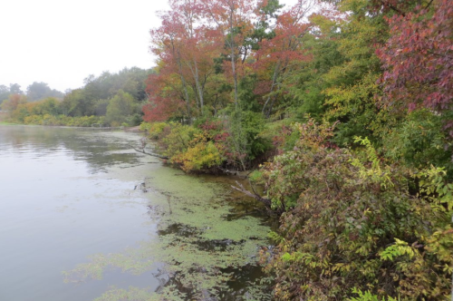 A serene lakeside scene with colorful autumn foliage reflecting in the calm water, surrounded by greenery.
