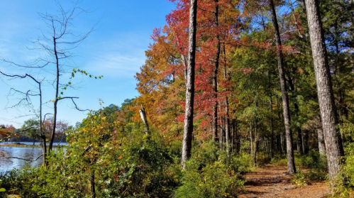A serene lakeside path lined with trees displaying vibrant autumn foliage under a clear blue sky.