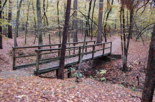 A wooden bridge spans a small creek in a forest with autumn leaves scattered on the ground and trees in the background.