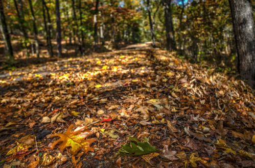 A forest path covered in colorful autumn leaves, with trees in the background.