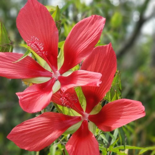 Two vibrant red hibiscus flowers with large petals, surrounded by green foliage.