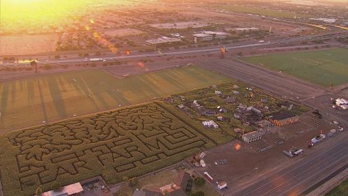 Aerial view of a corn maze shaped like a tree, with fields and a road in the background during sunset.
