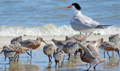 A group of shorebirds foraging on a sandy beach, with a large bird standing nearby by the water's edge.