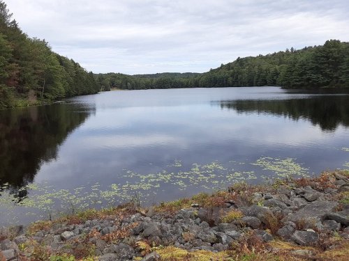 A serene lake surrounded by trees, with calm water reflecting the sky and lily pads along the shore.