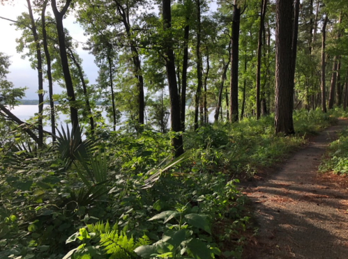 A serene forest path lined with trees and lush greenery, leading towards a calm body of water in the distance.