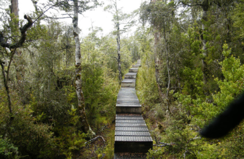 A wooden boardwalk stretches through a dense, green forest, surrounded by tall trees and lush vegetation.