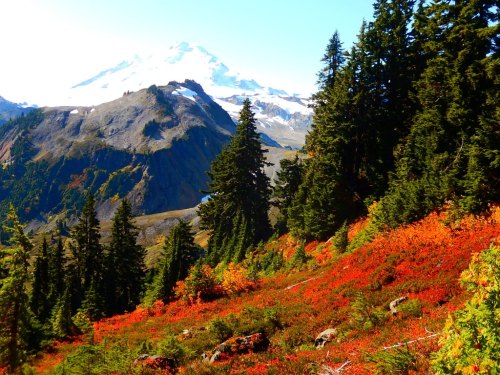 A vibrant landscape featuring autumn foliage in red and orange, with mountains and evergreen trees in the background.