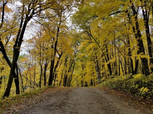 A dirt path winding through a forest with vibrant yellow autumn leaves on the trees.