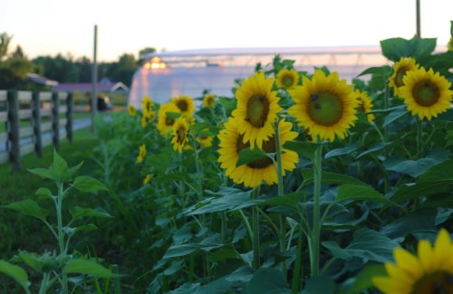 A field of vibrant sunflowers in bloom, with a greenhouse and sunset in the background.