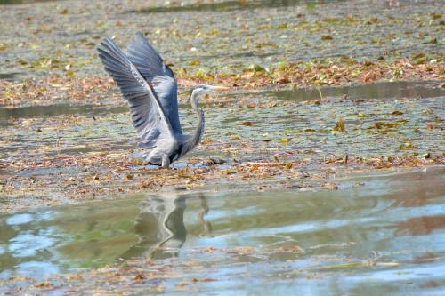A heron spreads its wings while standing on a lily pad-covered pond, reflecting in the water below.