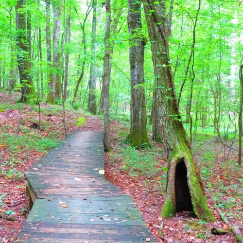 A wooden path winds through a lush green forest, with a tree featuring a hollow trunk on the side.