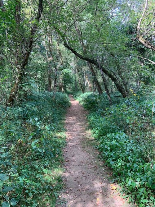 A narrow dirt path winds through a lush, green forest with trees and dense foliage on either side.