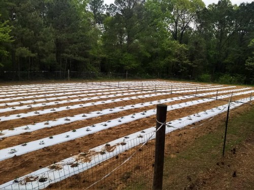 A wide view of a farm field with rows of plants covered in white plastic mulch, surrounded by trees and a fence.