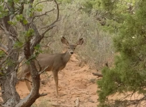 A deer stands among shrubs in a sandy area, looking curiously at the camera.