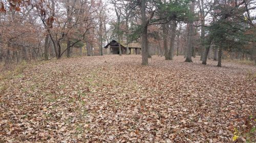 A wooded area covered in fallen leaves, with a small cabin visible in the background among the trees.
