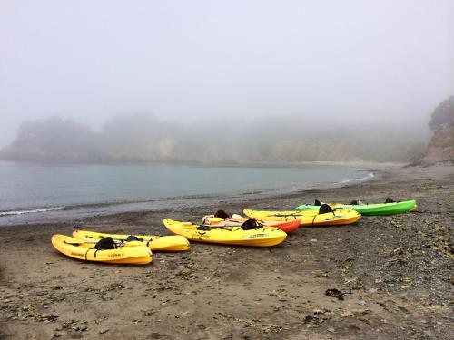 A foggy beach scene with several yellow and green kayaks lined up on the shore near calm water.