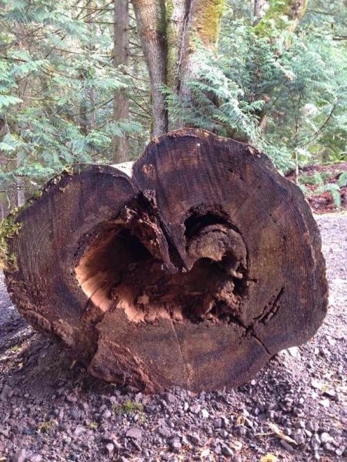 A large tree stump with a heart-shaped hollow in the center, surrounded by lush green foliage.