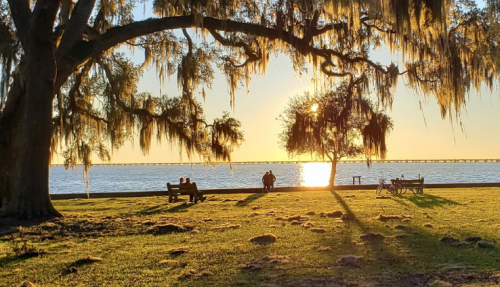 A serene sunset over a lake, with people sitting on benches under a large tree draped in Spanish moss.