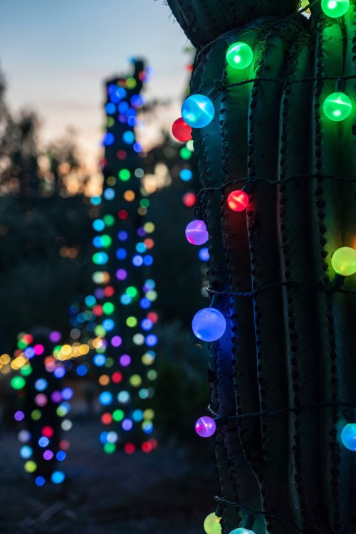 Colorful lights adorn tall cacti against a twilight sky, creating a vibrant, festive atmosphere.