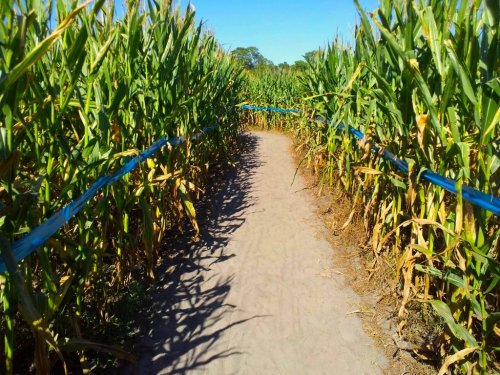 A sandy path winding through tall corn plants under a clear blue sky.