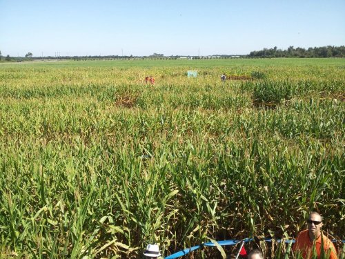 A vast field of tall corn plants under a clear blue sky, with people visible in the distance among the crops.
