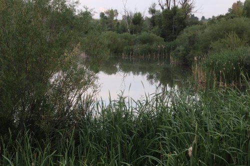 A serene pond surrounded by lush greenery and tall grasses, reflecting the trees and sky above.