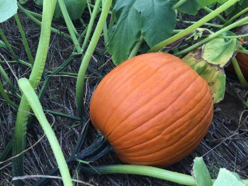 A vibrant orange pumpkin resting on the ground among green vines and leaves.