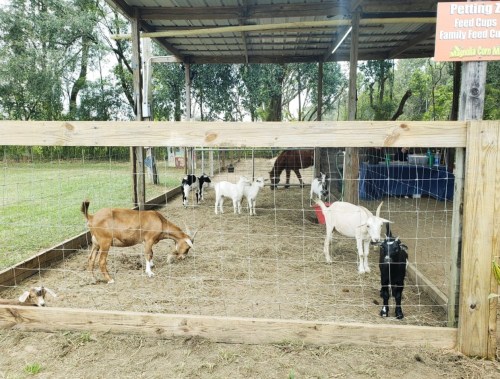 A fenced petting area with several goats grazing and playing, surrounded by trees and a sign in the background.