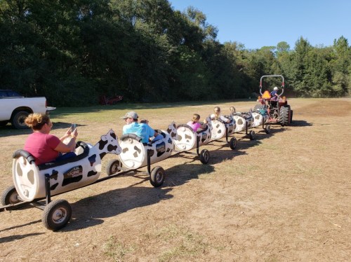 A tractor pulls a train of children riding on cow-shaped carts in a field. Parents watch from the side.