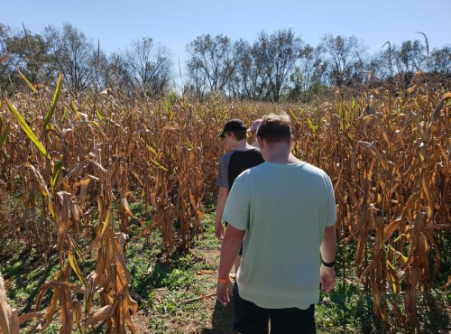 Two people walking through a cornfield with dry stalks under a clear blue sky.