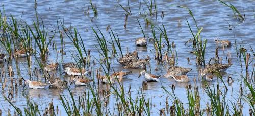 A group of shorebirds foraging in shallow water among tall grasses and reeds.