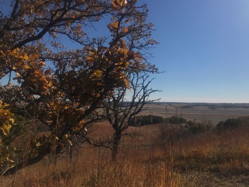 A scenic view of rolling hills under a clear blue sky, framed by trees with autumn leaves.