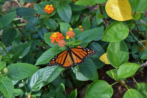 A vibrant monarch butterfly perched on colorful flowers amidst lush green leaves.