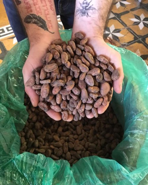 Hands holding a mound of cocoa beans above a green bag filled with more beans.