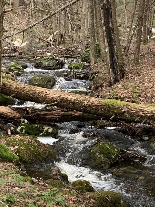 A serene forest scene featuring a flowing stream, moss-covered rocks, and a fallen tree across the water.
