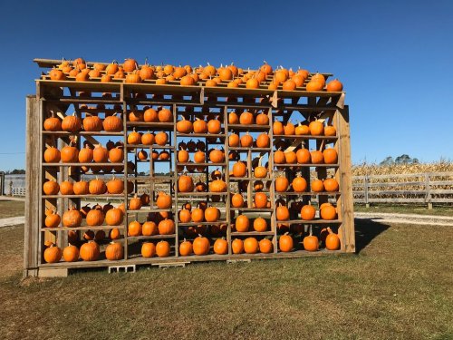 A wooden display rack filled with numerous bright orange pumpkins against a clear blue sky.
