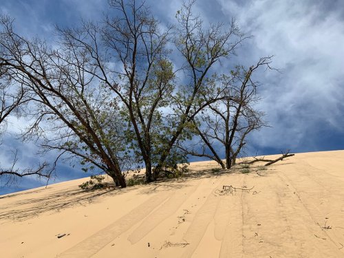 A sandy dune with sparse trees against a blue sky, showcasing a contrast between the dry landscape and greenery.