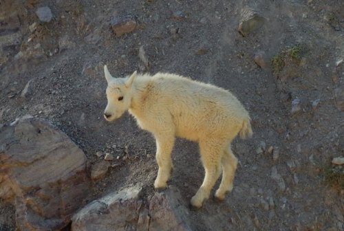 A fluffy white mountain goat kid standing on rocky terrain, looking curiously to the side.
