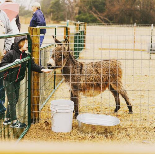 A child reaches through a fence to feed a donkey at a farm, with people in the background on a cloudy day.