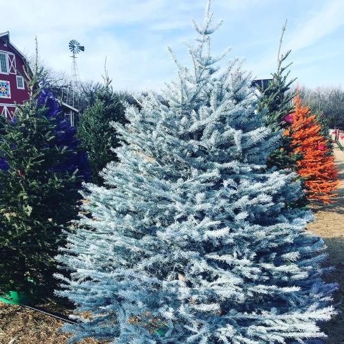 A frosted silver Christmas tree stands among colorful trees in a festive outdoor setting.