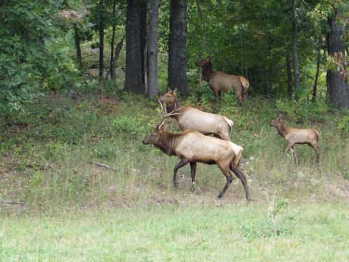 A group of elk, including a bull and three females, grazing in a forested area.