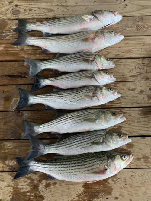 A row of eight striped bass fish laid out on a wooden surface.