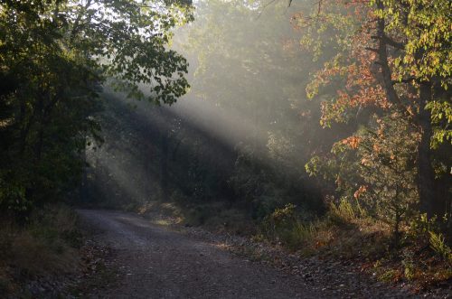A sunlit forest path with rays of light filtering through trees, creating a serene and tranquil atmosphere.