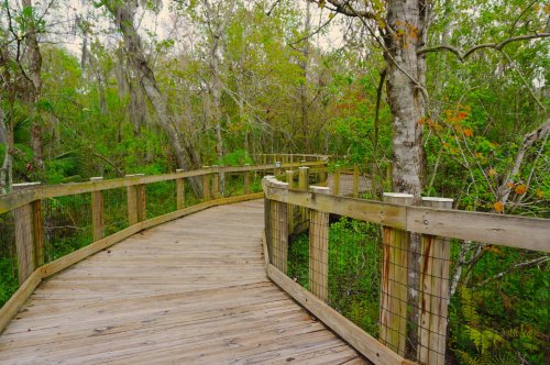 A winding wooden boardwalk through a lush green forest with trees and foliage surrounding it.