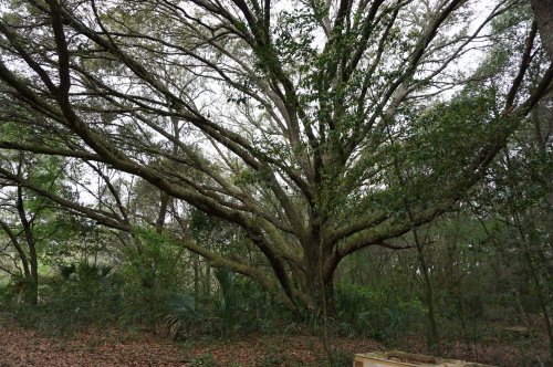 A large, sprawling tree with wide branches and lush green leaves in a wooded area.